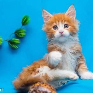 Meet your Posher, Yvonne